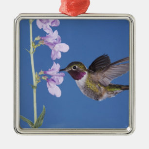 Breitschwanzkolibri, Selasphorus Ornament Aus Metall