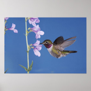 Breitschwanzkolibri, Selasphorus Poster