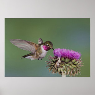 Breitschwanzkolibri, Selasphorus Poster