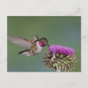 Breitschwanzkolibri, Selasphorus Postkarte