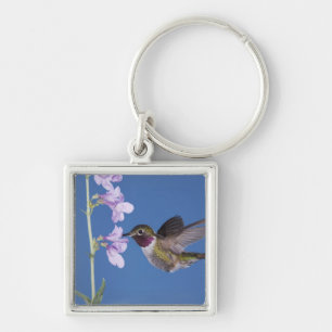 Breitschwanzkolibri, Selasphorus Schlüsselanhänger