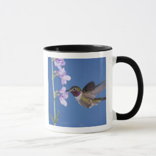 Breitschwanzkolibri, Selasphorus Tasse