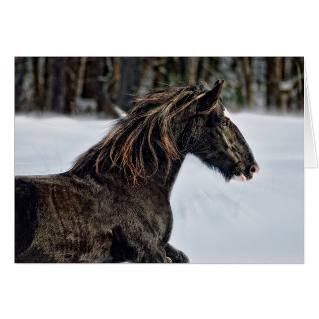 Brenda Lee-Winter (Vorderseite (Horizontal))