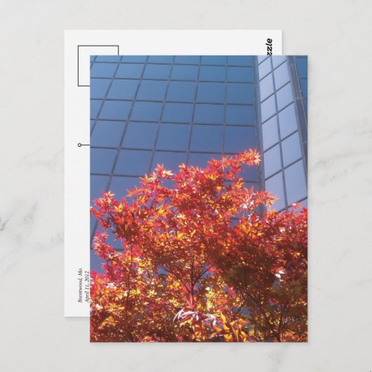 Brentwood Trees and Glass Postkarte (Vorne/Hinten)