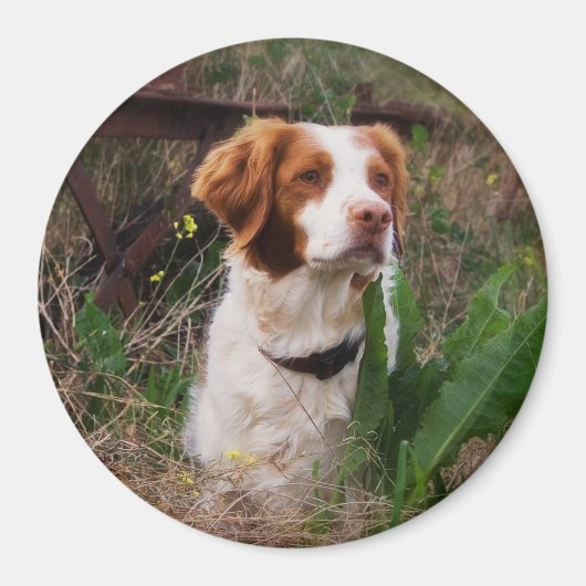 Bretagne Magnet (Vorne)