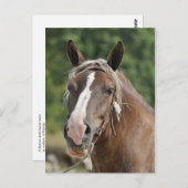 Bretagne Postkarte (Vorne/Hinten)