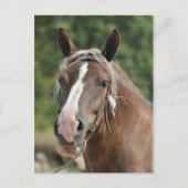 Bretagne Postkarte (Vorderseite)