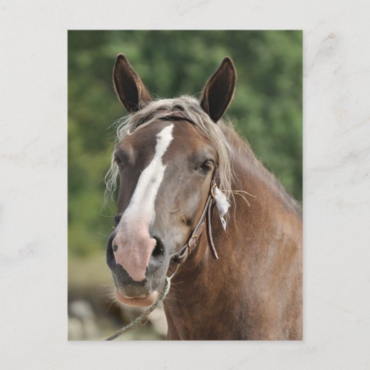 Bretagne Postkarte (Vorderseite)