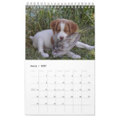 Bretagne-Welpen 2008 Kalender (Mär 2027)