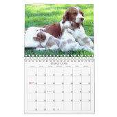 Bretagne-Welpen 2011 Kalender (Mär 2026)