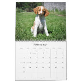 Bretagne-Welpen-Kalender Kalender (Feb 2027)