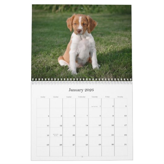 Bretagne-Welpen-Kalender Kalender (Jan 2026)