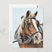 Breton-Zugpferd in Geschirr Postkarte (Vorne/Hinten)