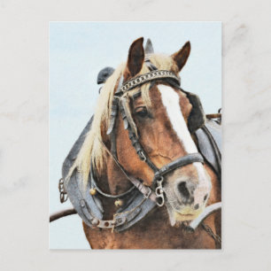 Breton-Zugpferd in Geschirr Postkarte