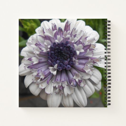 Brett Notizbuch (Rückseite)