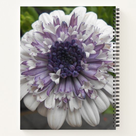 Brett Notizbuch (Rückseite)