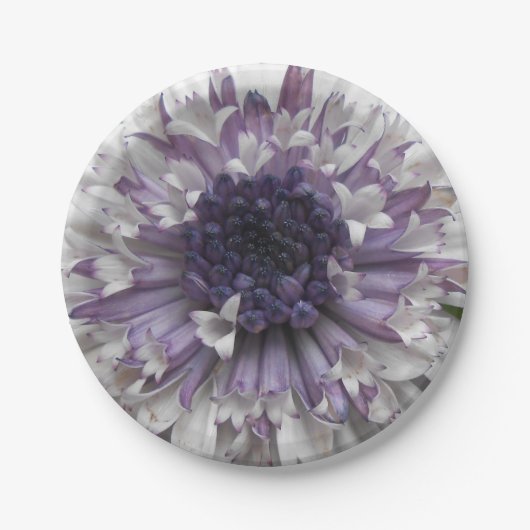 Brett Pappteller (Vorderseite)