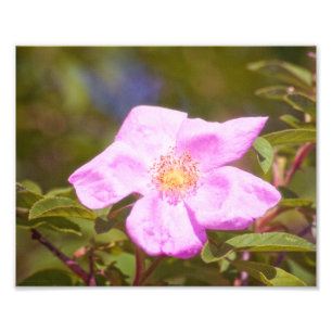 Briar Rose Fotodruck