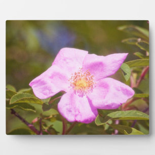 Briar Rose Fotoplatte