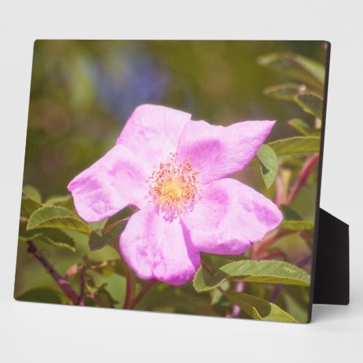 Briar Rose Fotoplatte (Seite)