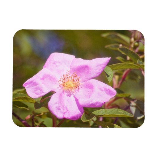 Briar Rose Magnet (Horizontal)