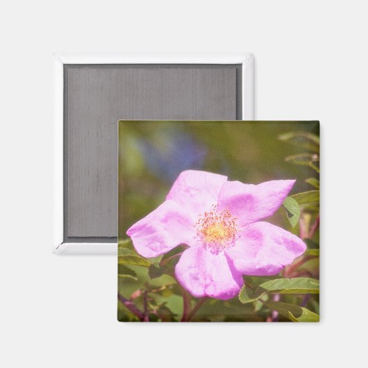 Briar Rose Magnet (Vorderseite/Rückseite)