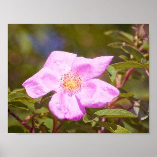 Briar Rose Poster (Vorne)