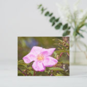 Briar Rose Postkarte (Stehend Vorderseite)