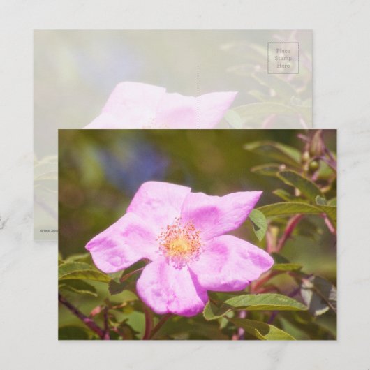 Briar Rose Postkarte (Vorne/Hinten)