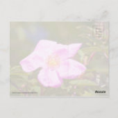 Briar Rose Postkarte (Rückseite)