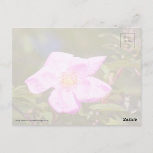 Briar Rose Postkarte (Rückseite)