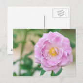 Briar Rose Postkarte (Vorne/Hinten)