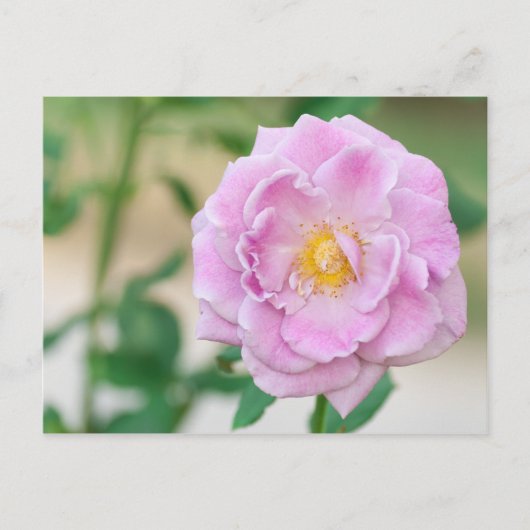 Briar Rose Postkarte (Vorderseite)