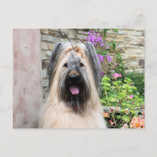 Briard Dog in einem Tiara "Queen Bee" Postkarte (Vorderseite)
