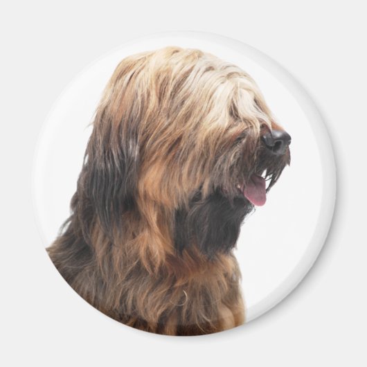 Briard fauve 3 magnet (Vorne)