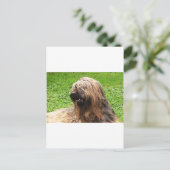 Briard fauve postkarte (Stehend Vorderseite)