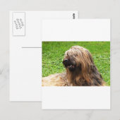 Briard fauve postkarte (Vorne/Hinten)