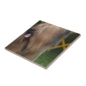 Briard Fliese (Seite)