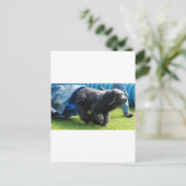 Briard Postkarte (Stehend Vorderseite)