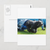 Briard Postkarte (Vorne/Hinten)