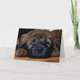 briard Welpe Karte