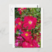 Briäre Rose und süße Violetten Postkarte (Vorne/Hinten)