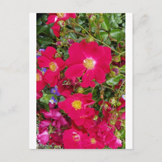 Briäre Rose und süße Violetten Postkarte (Vorderseite)