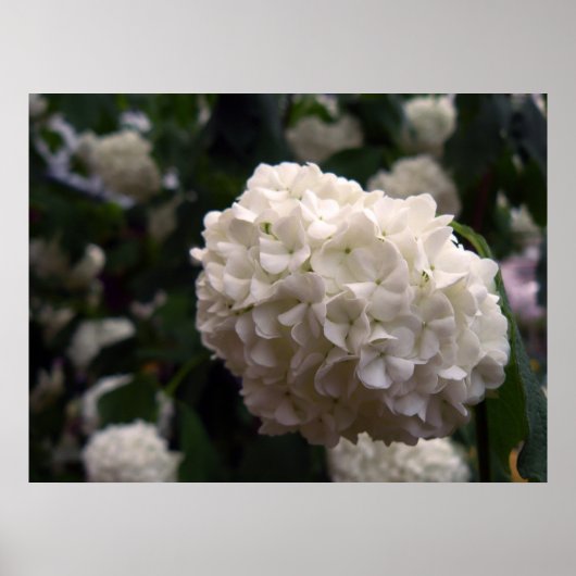 Bridal Blume Poster (Vorne)