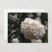 Bridal Blume Postkarte (Vorne/Hinten)