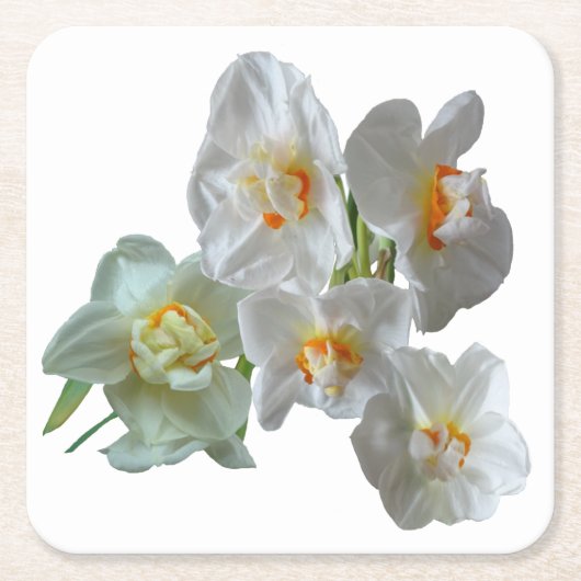 Bridal Crown Daffodien Nah Papier Untersetzer (Vorderseite)