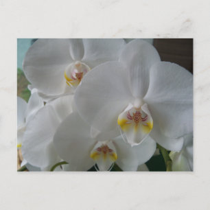 Bridal Dusche Einladung Weißer Orchideen Postkarte