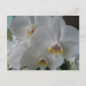 Bridal Dusche Einladung Weißer Orchideen Postkarte (Vorderseite)