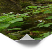 Bridal Veil Falls Poster (Ecke)
