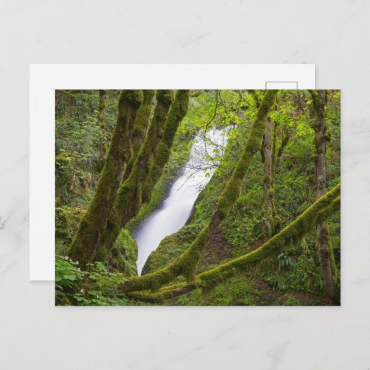 Bridal Veil Falls Postkarte (Vorne/Hinten)
